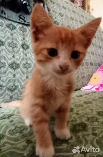 Котик в добрые руки