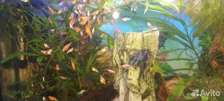 Аквариумные рыбки