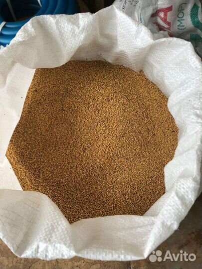 Семена горчицы горчица