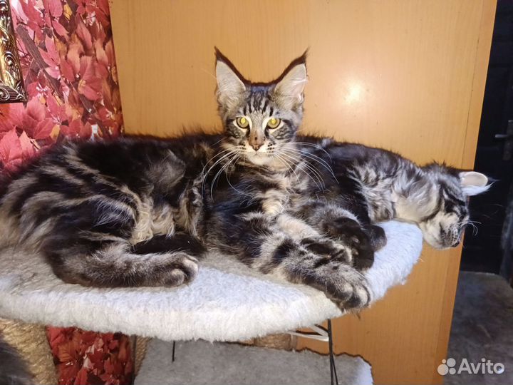 Котята мейн-кун