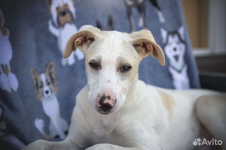 Щенок, метис уиппета