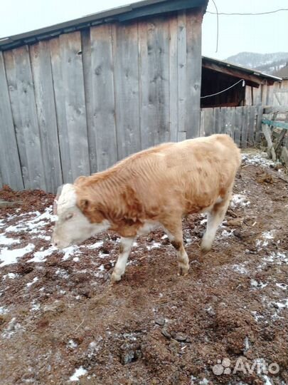 Продам крс