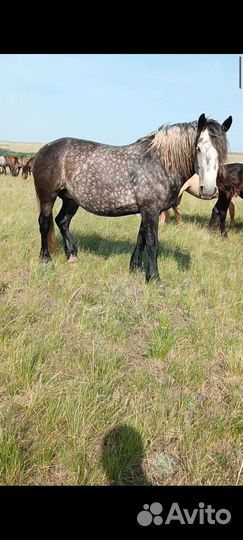 Лошади 40 голов