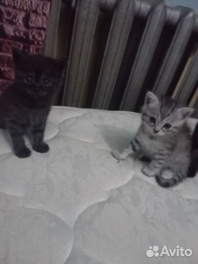 Шотландская