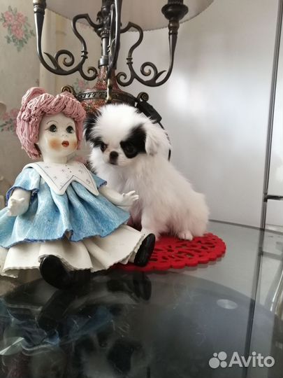 Мини пекинес