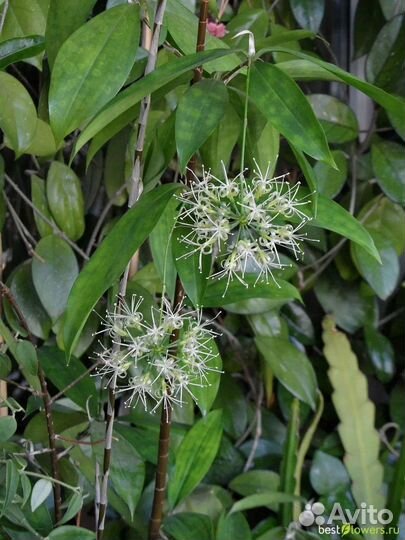 Драцена Годсефа (суркулоза)