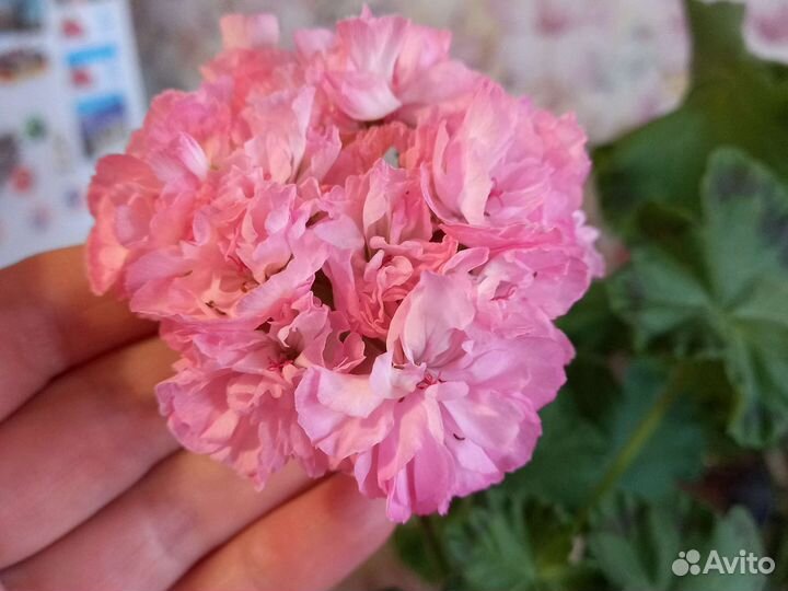 Пеларгония герань лили Кокетка куст 2г