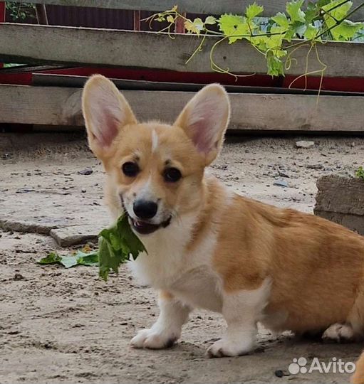 Вельш-корги Пемброк щенки