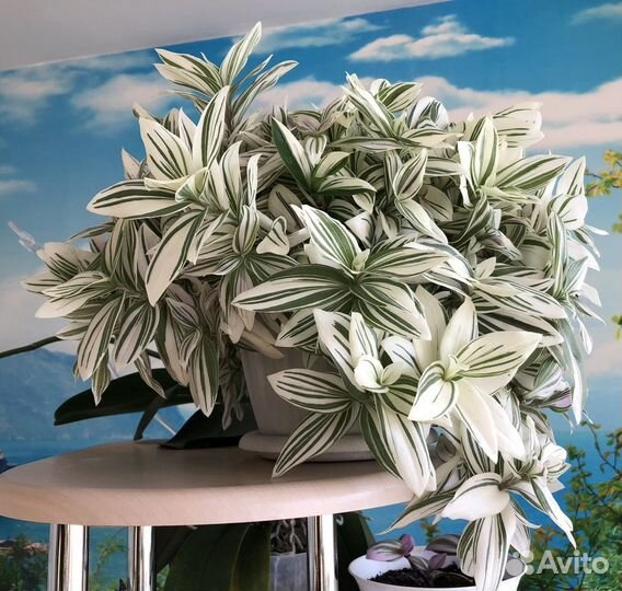 Традесканция Albovittata и другие