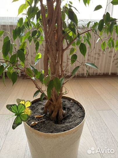 Фикус бенджамина