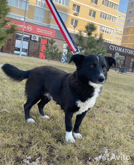 Собачка в добрые руки