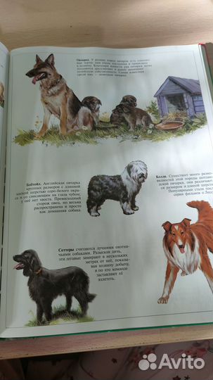 Большая Энциклопедия животных