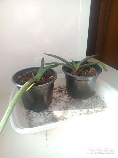 Педилантус, амарилис, алоэ