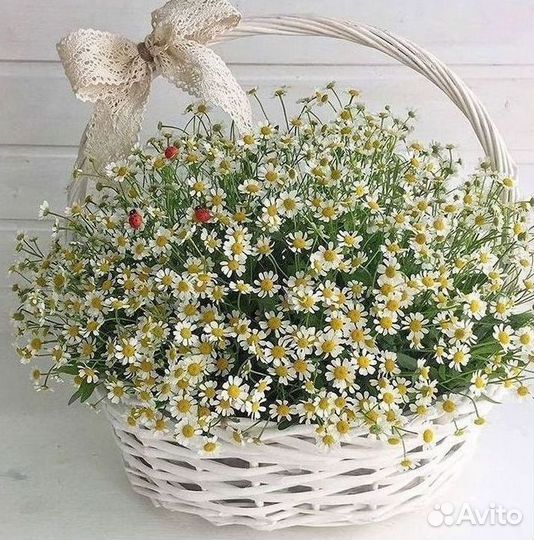 Цветы ромашки. Букеты ромашек. Цветы доставка
