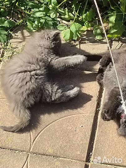 Котенок в добрые руки бесплатно