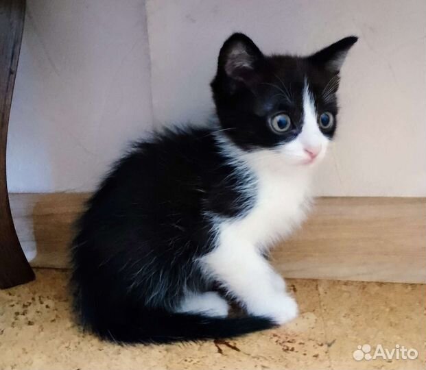 Игривый черно-белый котенок