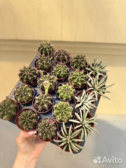 Кактус гимнокалициум фридриха