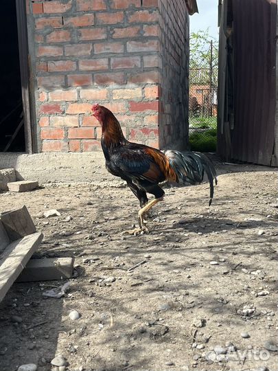 Бойцовские петухи
