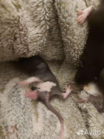 Крысы дамбо девочки