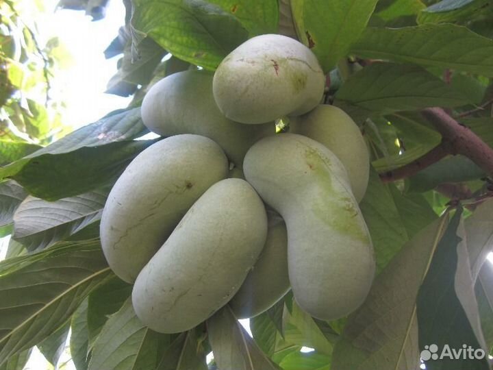 Азимина семена