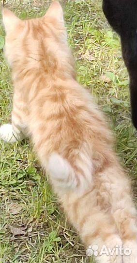 Котенок Рыжик в дар