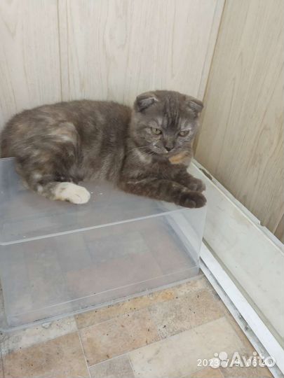 Кошка вислоухая