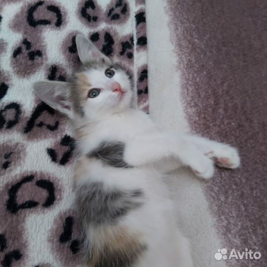 Котенок девочка