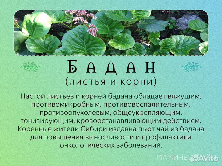 Травы лечебные