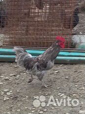Молодые петухи