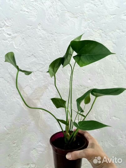 Антуриумы сортовые