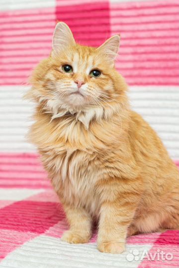 Передержка кошек на время отпуска