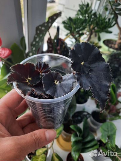 Бегония черная мамба