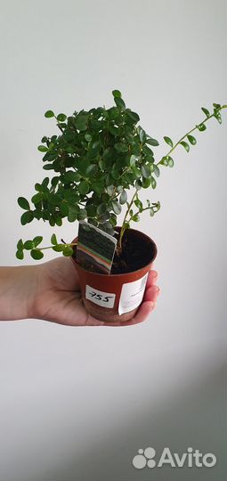 Комнатные домашние растения