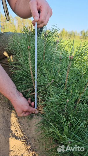 Сеянцы сосны окс