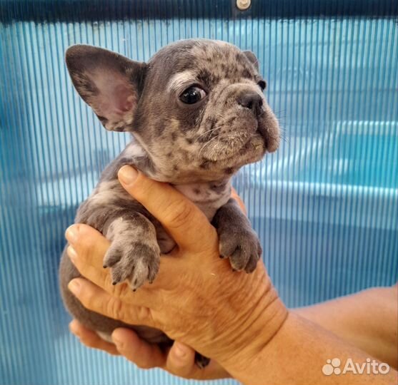 Французский бульдог щенки