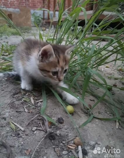 Кошка в дар бесплатно