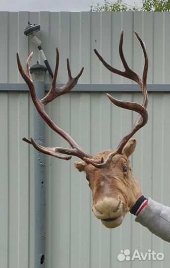 Чучело Рога и голова Оленя