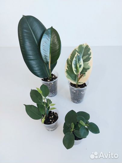 Набор фикусов