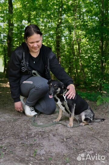 Собака Мафальда, 2 года, компаньон и звоночек