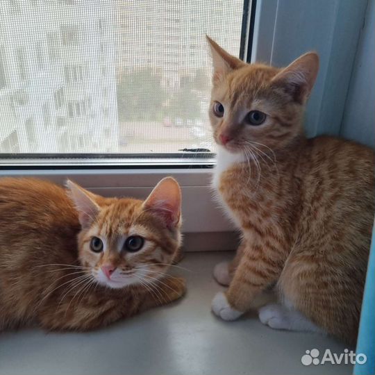 Котята в дар