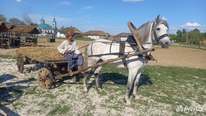 Конные прогулки