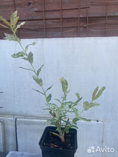 Пузыреплодник ива цельнолистная Хакуро Ниш