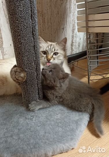 Котята от тайской кошки