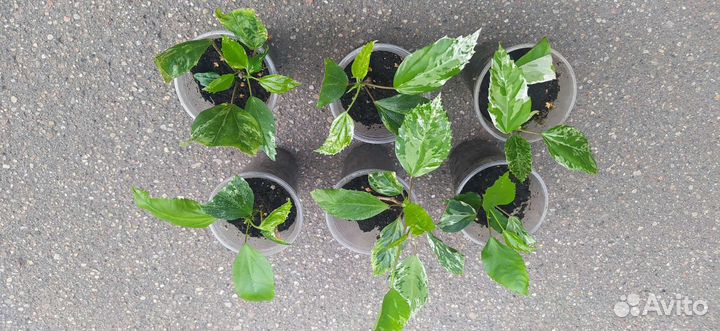 Гибискус пестролистный (китайская роза)