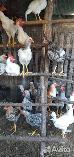 Куры петухи бараны