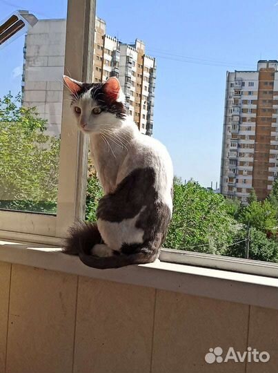 Кот засранец в дар бесплатно