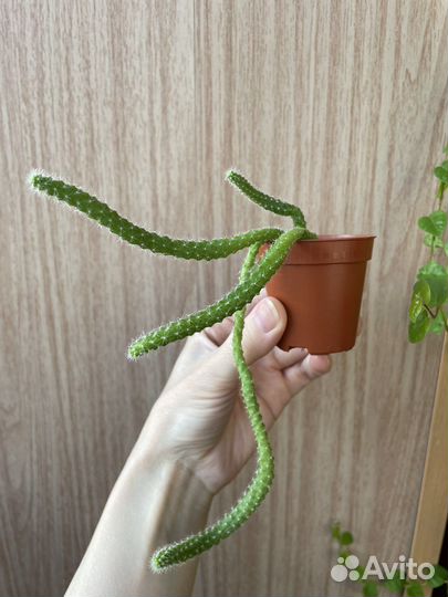 Апорокактус