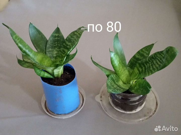 Сансевиерия низкорослая