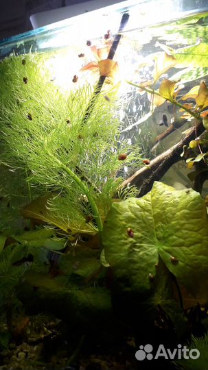 Растения для аквариума