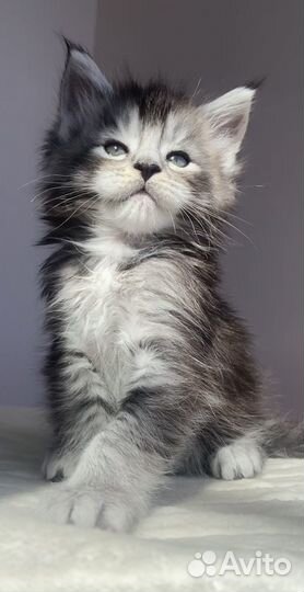 Котята мейн-кун
